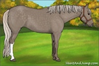 Horse Color:Silver Grullo 