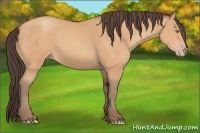Horse Color:Amber Champagne Rabicano 