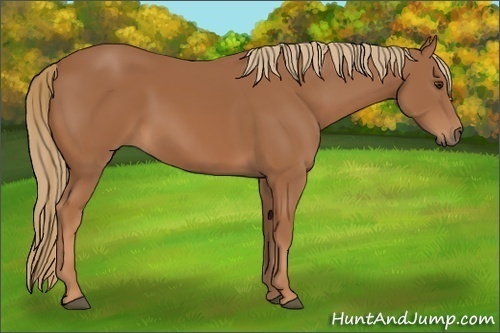 Horse Color:Chestnut 