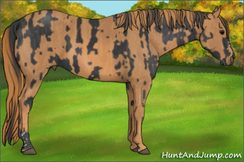 Horse Color: Black  Brindle