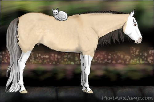 Horse Color: Buckskin Dun Splash 