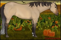 Horse Color:Buckskin Dun 