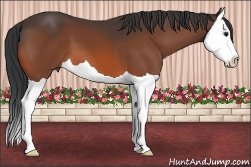 Horse Color: Bay Splash 