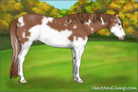 Horse Color:White Spotted Chestnut Splash Frame