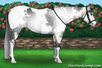 Horse Color:Gray White Spotted Black