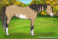 Horse Color:Buckskin Splash Frame 