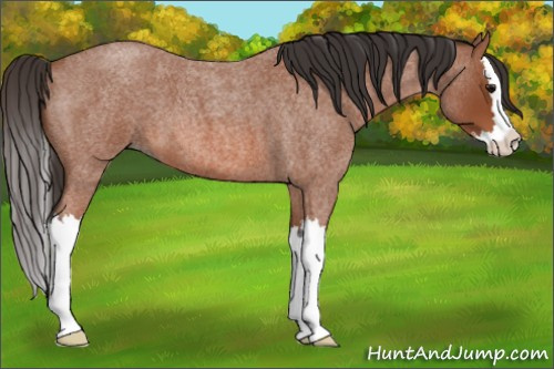 Horse Color: Bay Roan Splash 