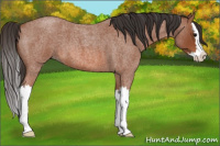Horse Color:Bay Roan Splash