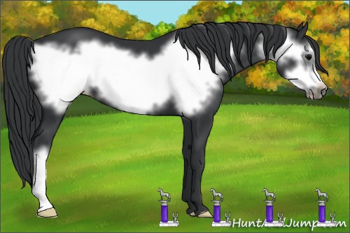 Horse Color: Black Frame 