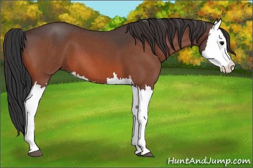 Horse Color:Bay Roan Splash