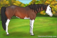 Horse Color:Bay Roan Splash 