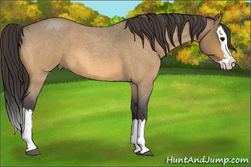 Horse Color:Buckskin Roan Splash 