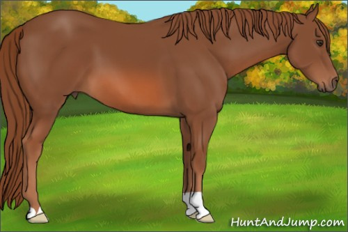Horse Color: Liver Chestnut 