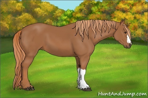 Horse Color: Chestnut 