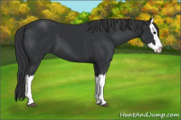 Horse Color:Black Splash 