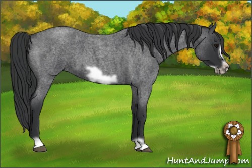 Horse Color: Unknown 