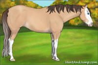 Horse Color:Amber Champagne Splash