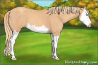 Horse Color:Gold Champagne Splash