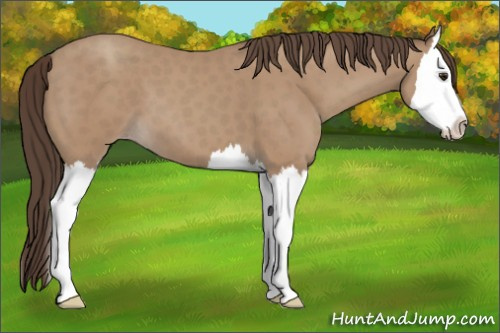 Horse Color: Classic Champagne Splash 