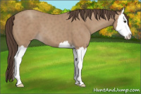 Horse Color:Classic Champagne Splash