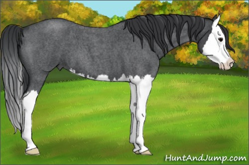 Horse Color: Unknown 