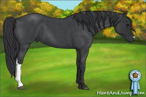 Horse Color: Unknown 