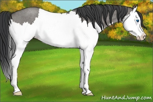 Horse Color: Unknown 