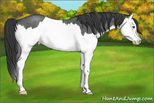 Horse Color: Unknown 