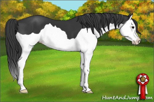 Horse Color: Unknown 