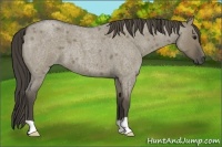 Horse Color:Smoky Grullo Roan 