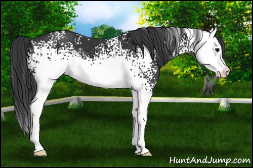 Horse Color: White Spotted Black Splash 