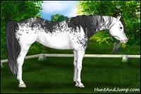 Horse Color:White Spotted Black Splash 