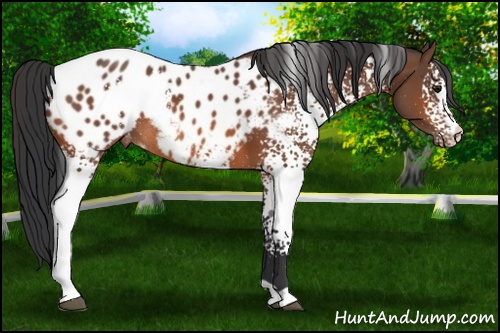 Horse Color: White Spotted Bay Blanket Rabicano 