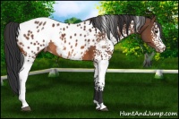 Horse Color:White Spotted Bay Appaloosa Rabicano 