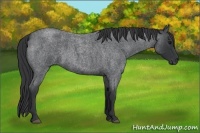 Horse Color:Blue Roan 