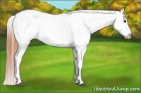Horse Color:Bay Splash Appaloosa 