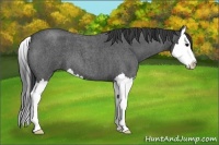 Horse Color:Blue Roan Splash 