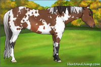 Horse Color:White Spotted Bay 