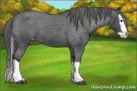 Horse Color:Blue Roan Splash Varnish 