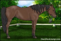 Horse Color:Bay 