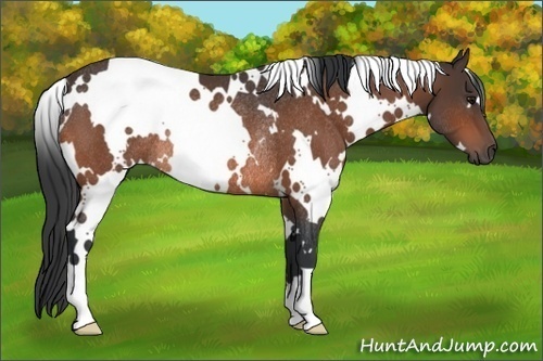 Horse Color: White Spotted Bay Rabicano 