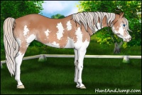 Horse Color:Silver Bay Splash 