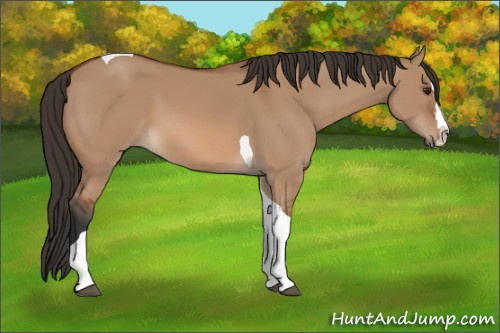 Horse Color: Bay Dun Splash Tobiano 