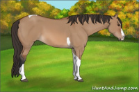 Horse Color:Bay Dun Splash Tobiano 