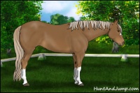 Horse Color:Chocolate Palomino 