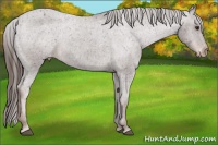 Horse Color:Liver Chestnut Appaloosa 