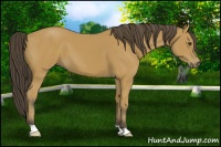 Horse Color:Buckskin 