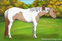 Horse Color:Red Dun Tobiano 
