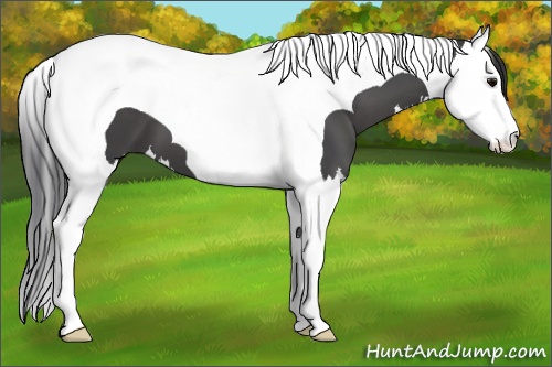 Horse Color: Black Splash Tobiano 