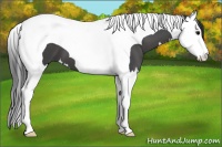Horse Color:Black Splash Tobiano 